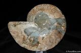 Large / Polished Cleoniceras Ammonite (half) #359-1